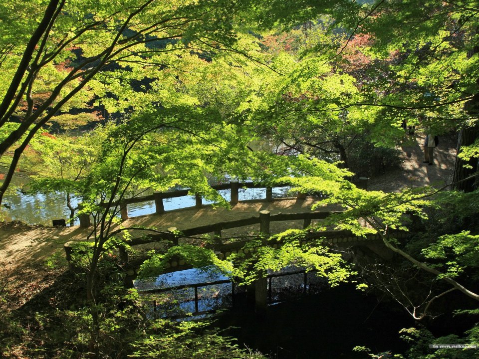 Japanese Traditional Garden Spring Maple Wooden Bridge View