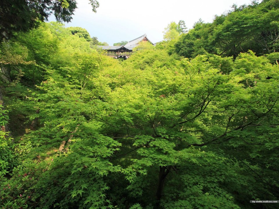 Japanese Garden Early Summer Green Maple Ancient Building Scenery