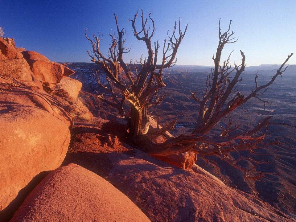 Juniper Tree Canyonlands National Park Utah