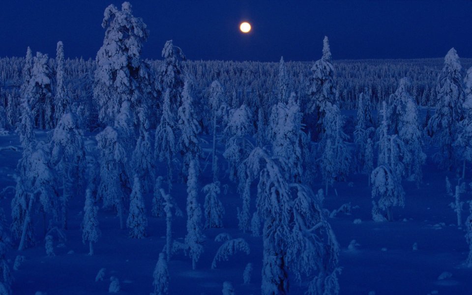 Full Moon Over Snowy Forest In Kuusamo Finland