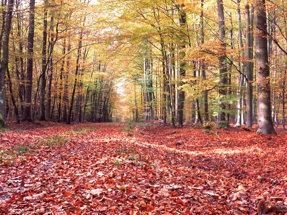 Autumn Leaf Covered Forest Path