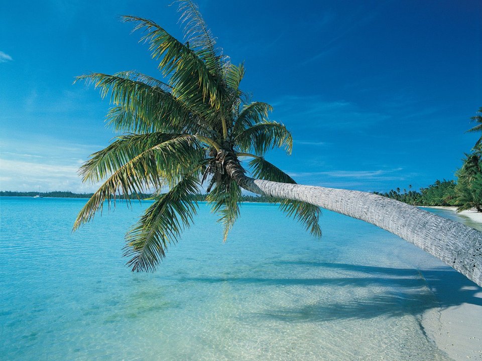 Leaning Palm Tree On Tropical Beach