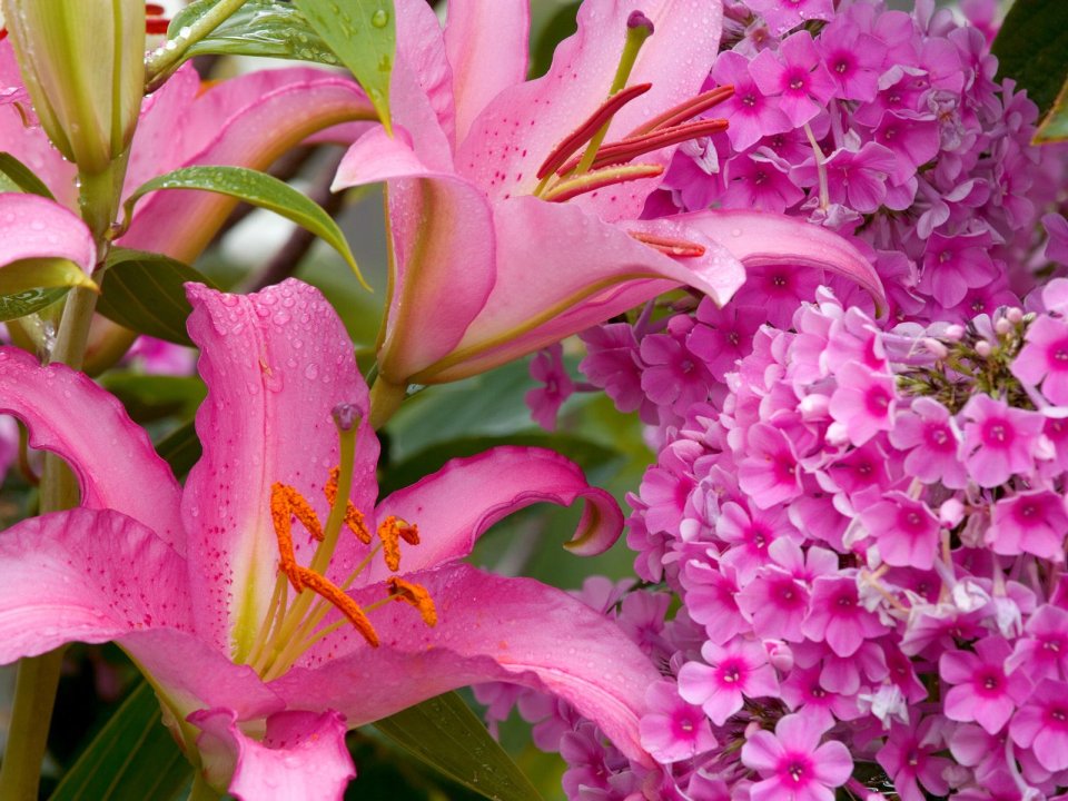 Pink Lilies And Phlox With Dewdrops Close Up