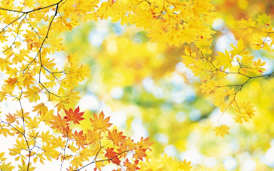 Korean Autumn Golden Maple Leaves