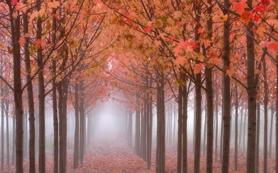 Maples In The Mist Willamette Valley Oregon
