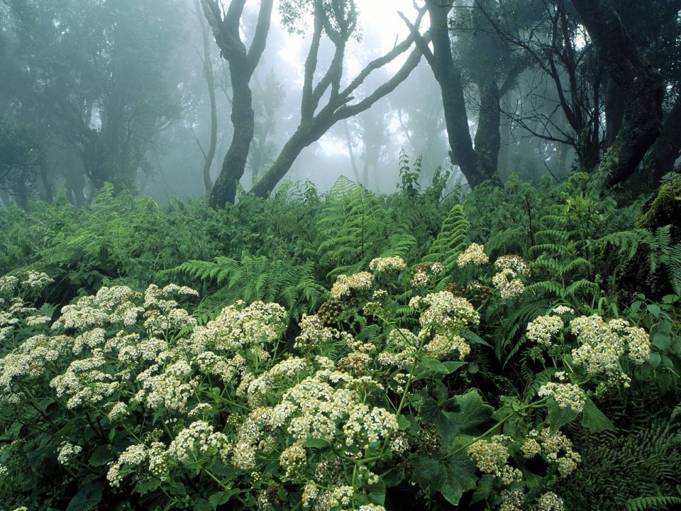 March Foggy Forest Wildflowers Canary Islands Spain