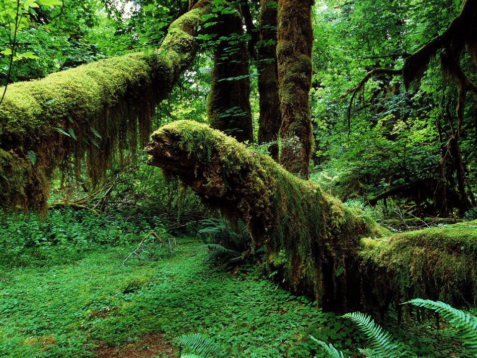 Mossy Trunks Hoh Rainforest Washington USA