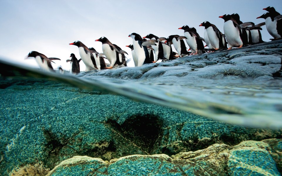 Gentoo Penguins Group Preparing Dive Antarctica Water Split View Photography