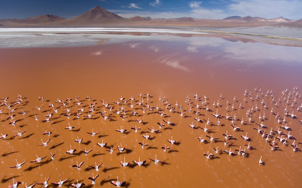 Aerial View Of Flamingo Flock At Bolivia Red Lake