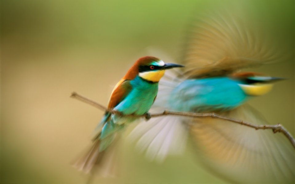Colorful European Bee Eaters Branch Dynamic Closeup Photography