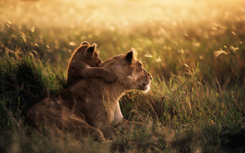 Hidden Treasures: OS X Mountain Lion Desktop Wallpapers