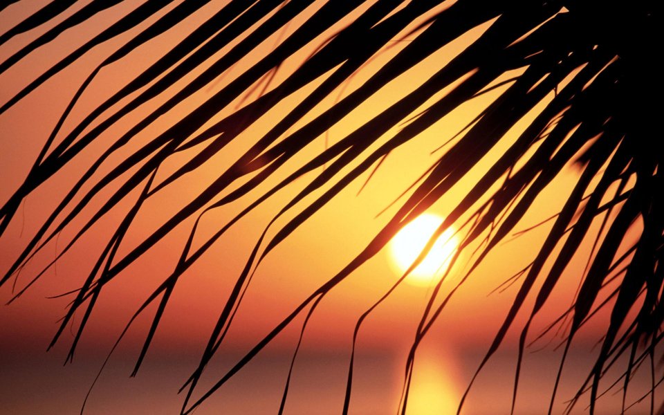 Palm Leaf At Sunset Jamaica