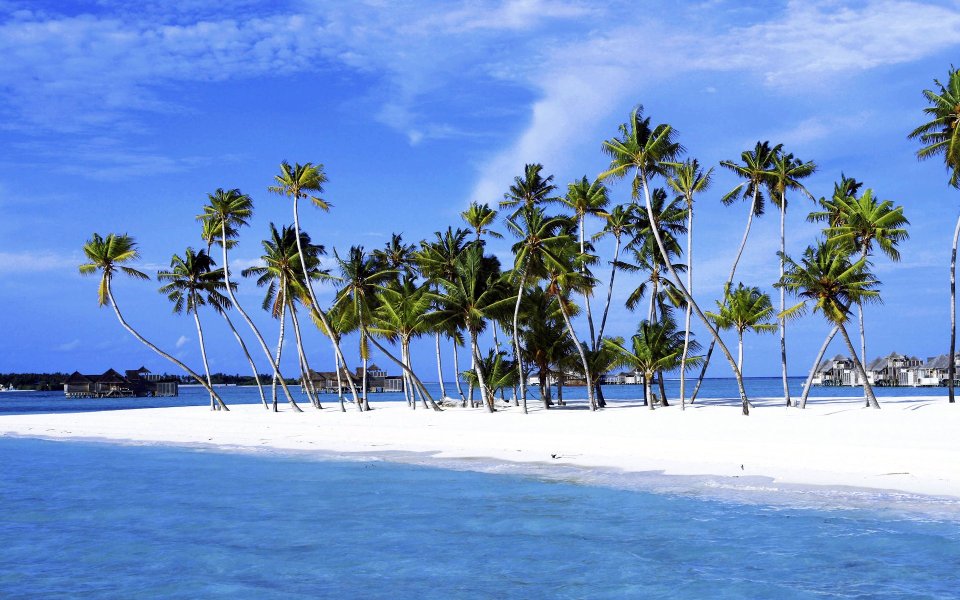 Palm Trees In Paradise Maldives
