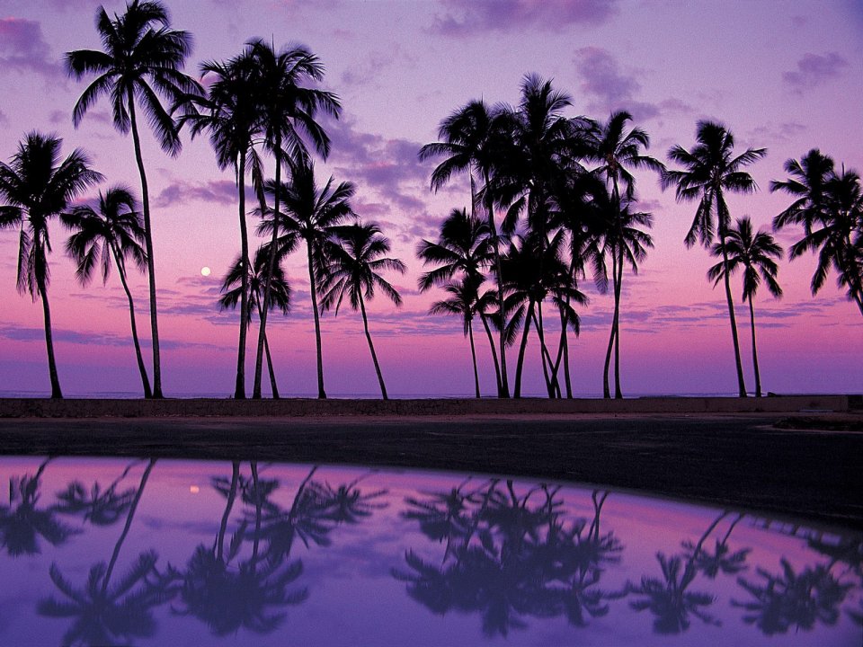 Palms At Sunset Oahu Hawaii