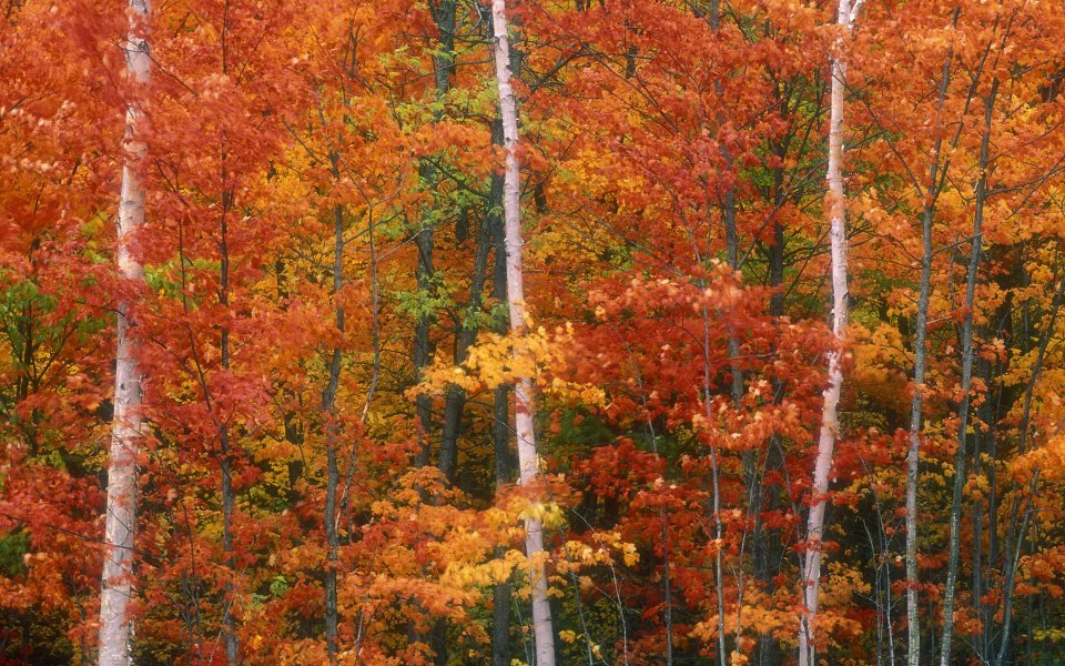 Peak Fall Color Webbwood Ontario