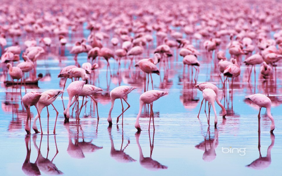 Flock Of Pink Flamingos Wading In Shallow Lake