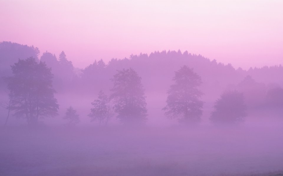 Dreamy Pink Fog Forest Morning Nature Scenery