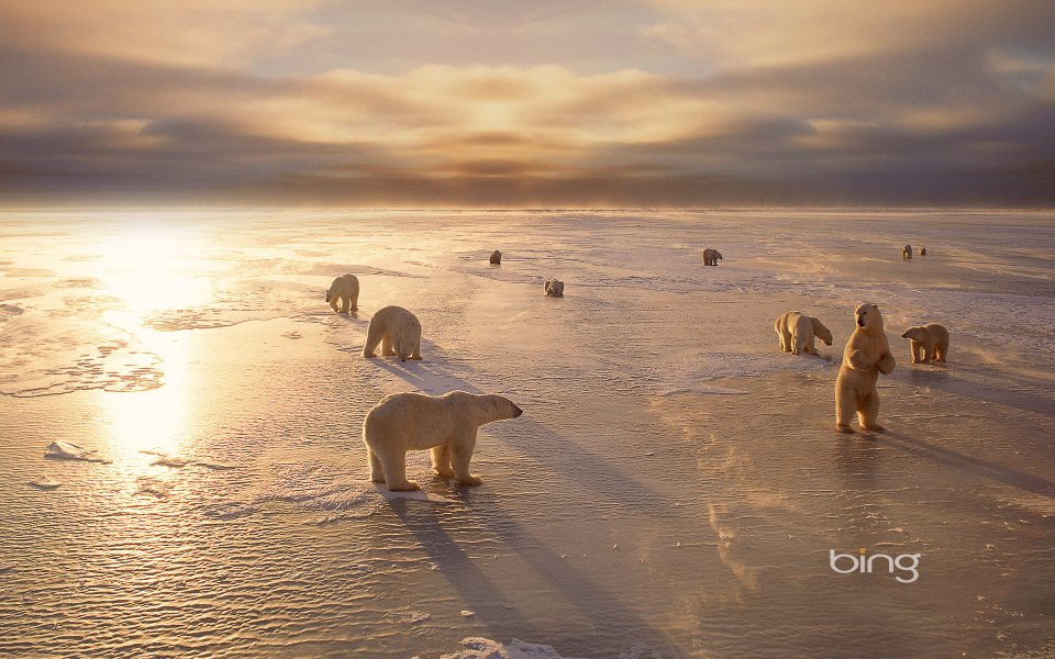 Polar Bears On Arctic Ice Field At Sunset