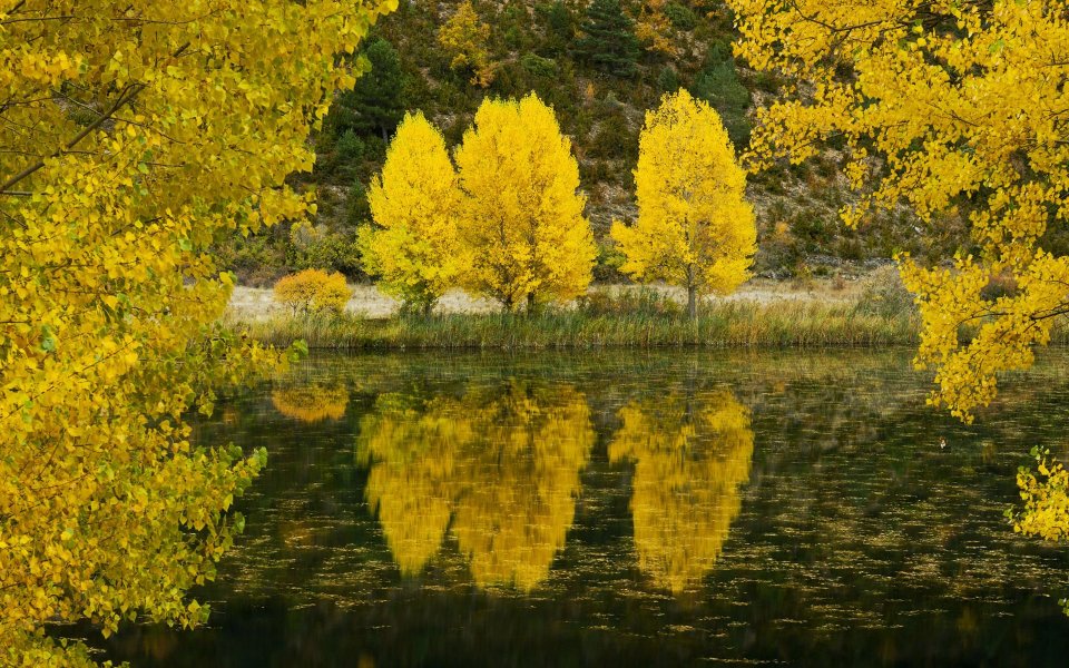 Golden Poplar Trees Reflection Serrania De Cuenca Spain
