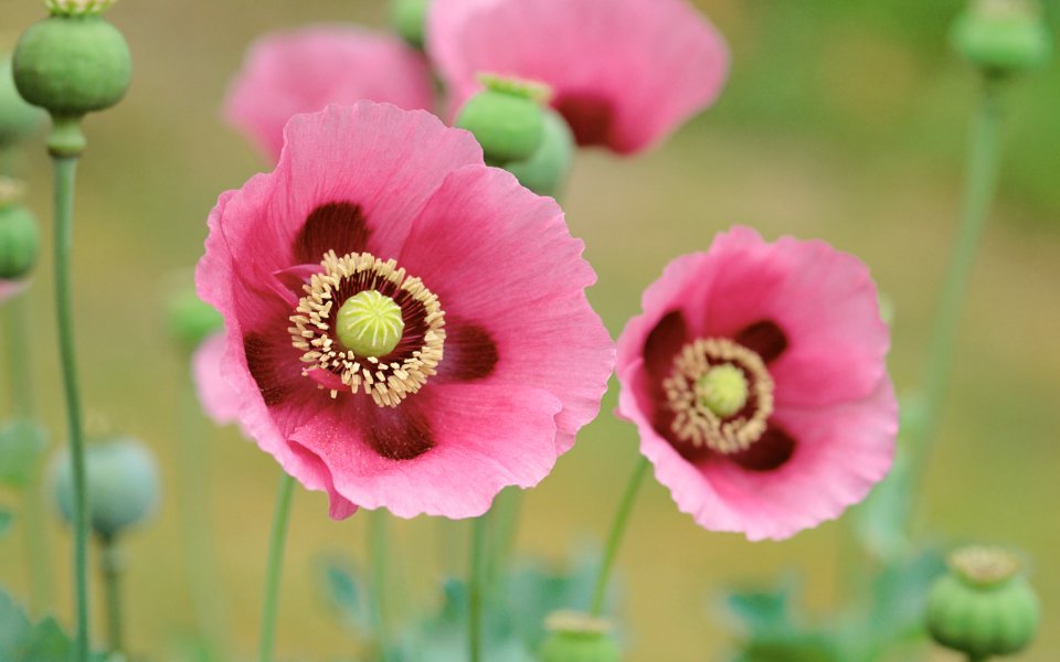 Pink Poppy Flower Macro Closeup Photography
