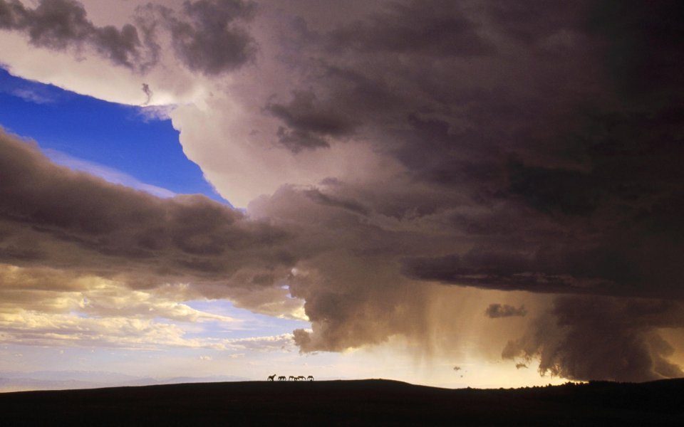 Wild Horses Pryor Mountain Montana Storm