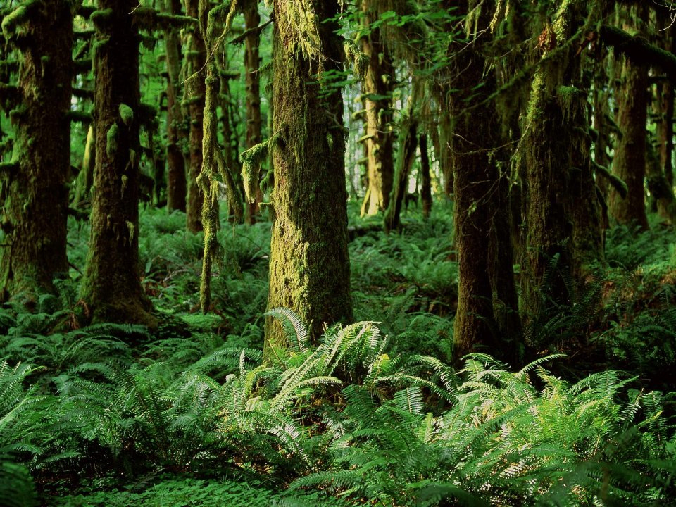 Quinault Rainforest Washington Usa Primeval Forest Scenery