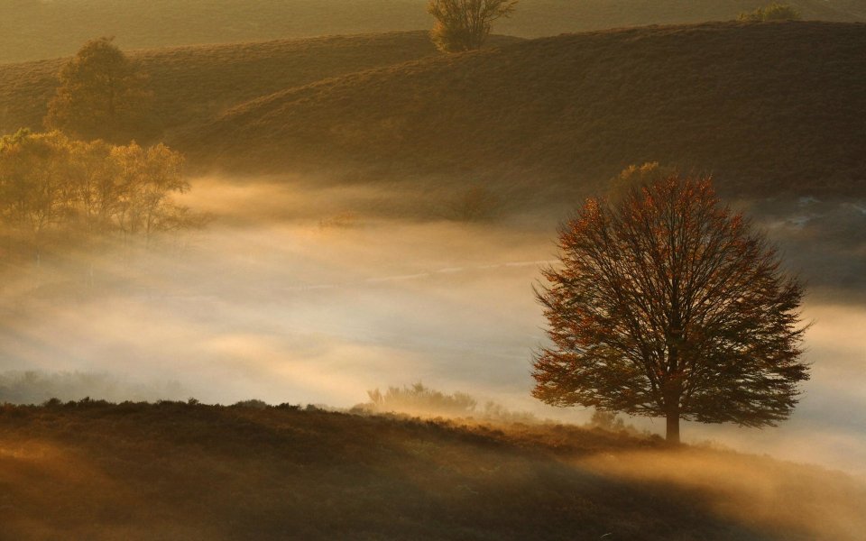 Red Oak In Veluwezoom National Park Netherlands