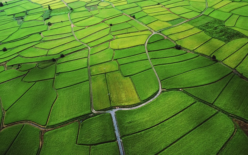 Aerial View Of Lush Green Rice Paddy Fields