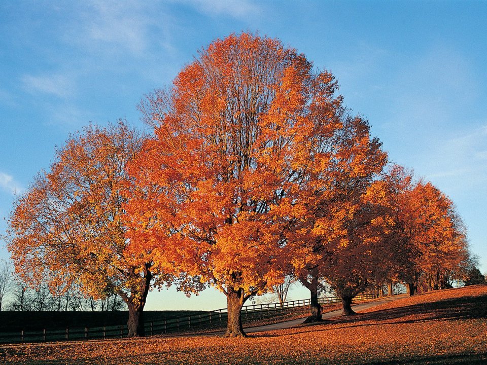 Sentinels Of Fall Kentucky Autumn Landscape