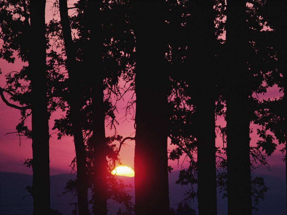 Setting Sun Through Forest Trees Pink Sunset