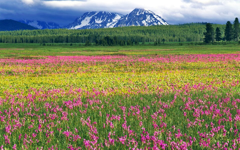 美国爱达荷州锯齿山国家游憩区野花盛开