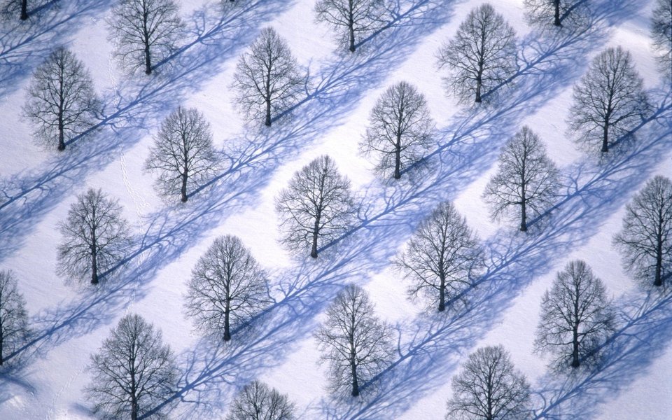 雪地森林俯瞰几何构图