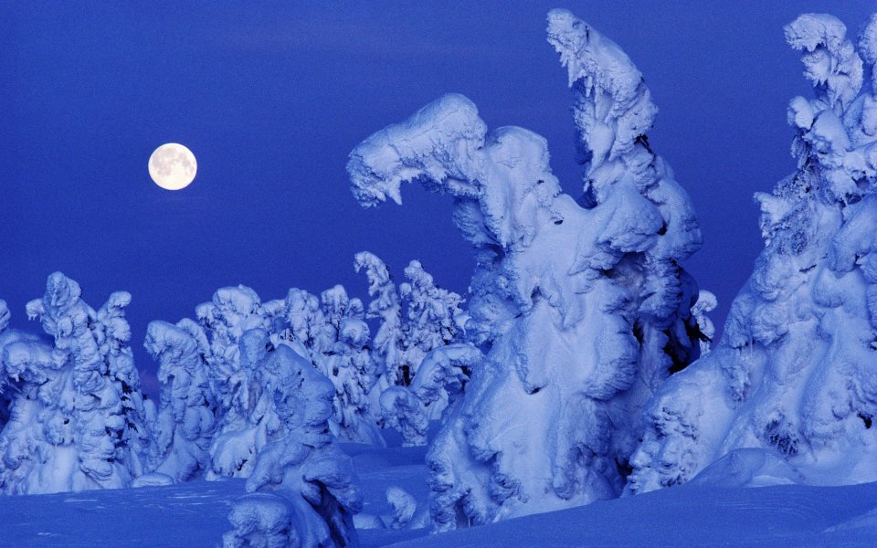 挪威雪原上的月夜森林