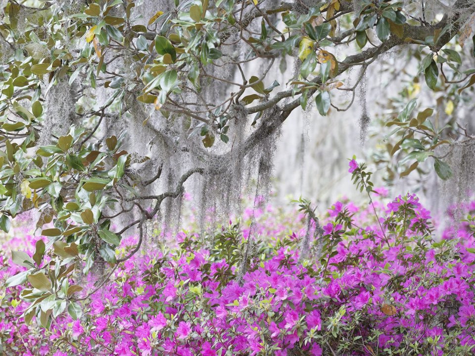 Spanish Moss And Blooming Azaleas Spring Nature Scene