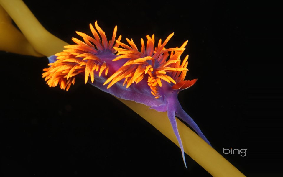 Spanish Shawl Nudibranch Underwater Macro Photography