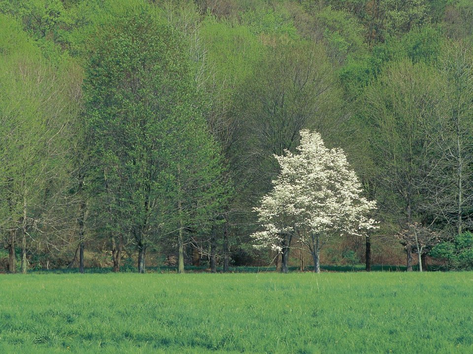 Spring Blooming Tree Bucks County Pennsylvania