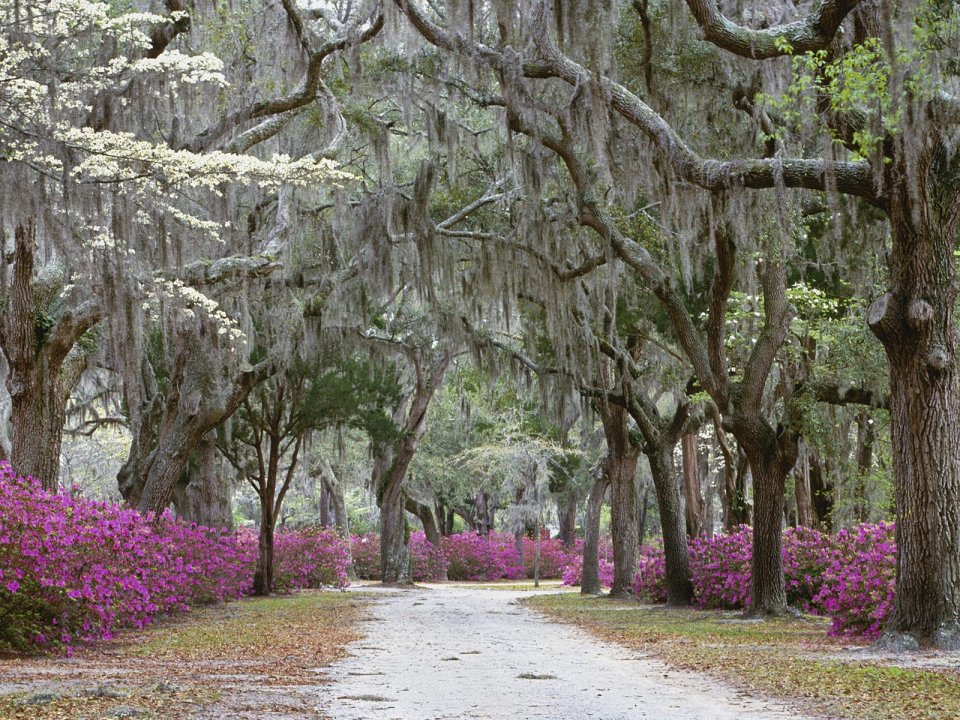 Springtime In Savannah Georgia Oak Azalea Scenic Path