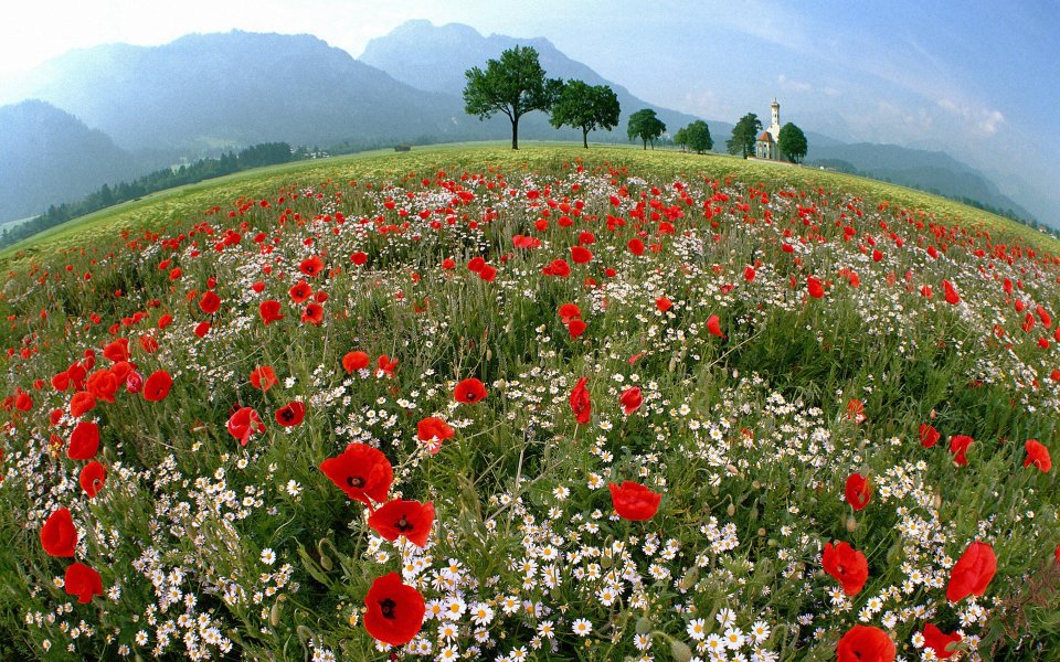St Coloman Church Bavaria Poppy Field