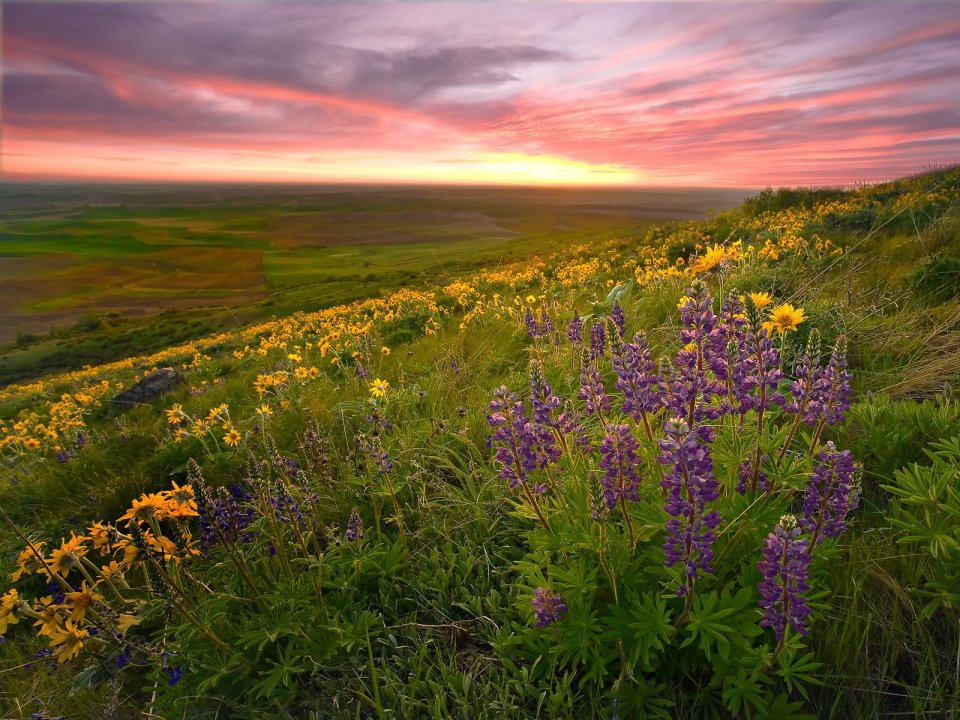 Steptoe Butte Palouse Sunset Wildflowers