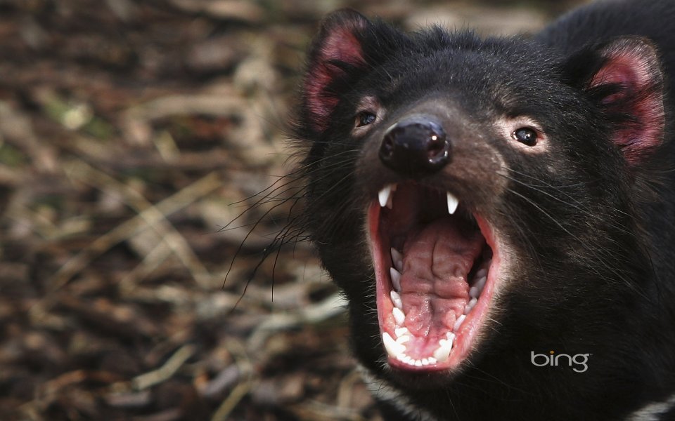 Tasmanian Devil Open Mouth Close Up Photography