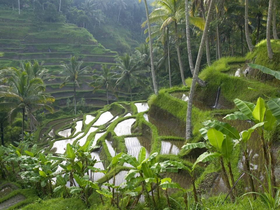 Terraced Rice Paddy Ubud Area Bali Indonesia