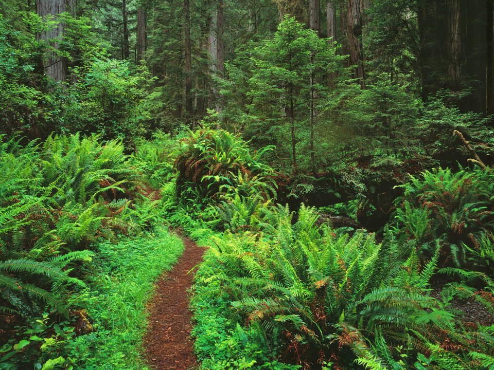 Trail Through Sword Ferns Redwoods Redwood National Park California