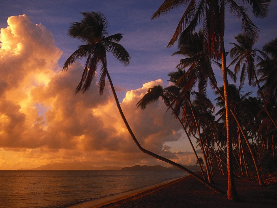 Tropical Paradise At Sunset Coconut Beach Scenery