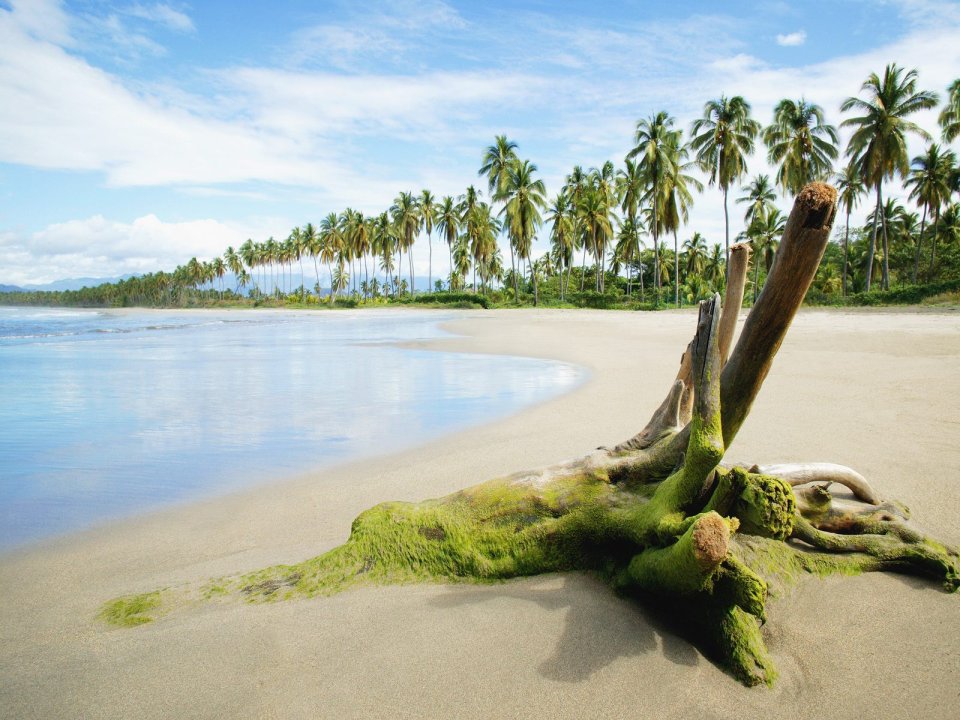 Tropical Shore And Palms