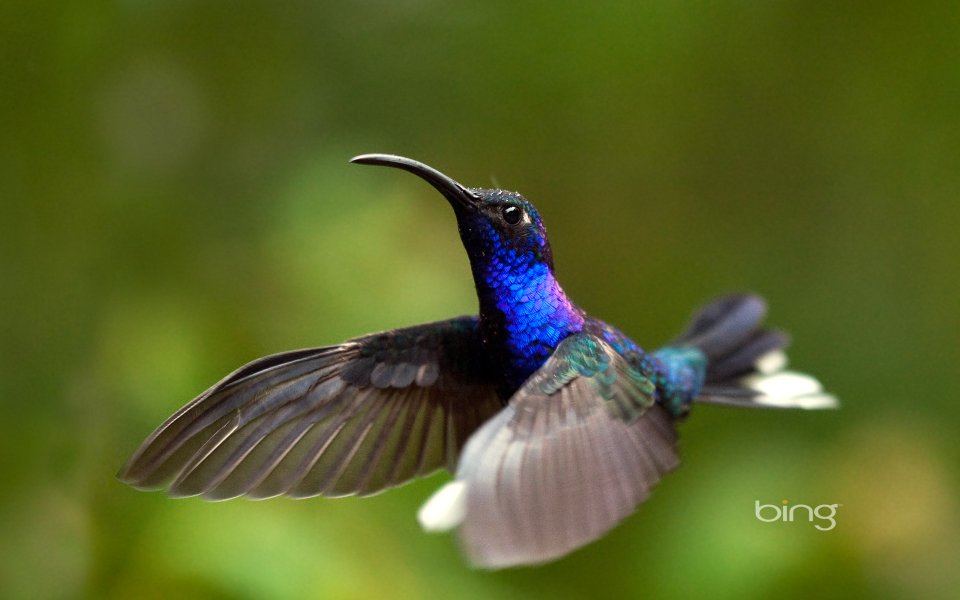 Violet Sabrewing Hummingbird Flying Nature Photography