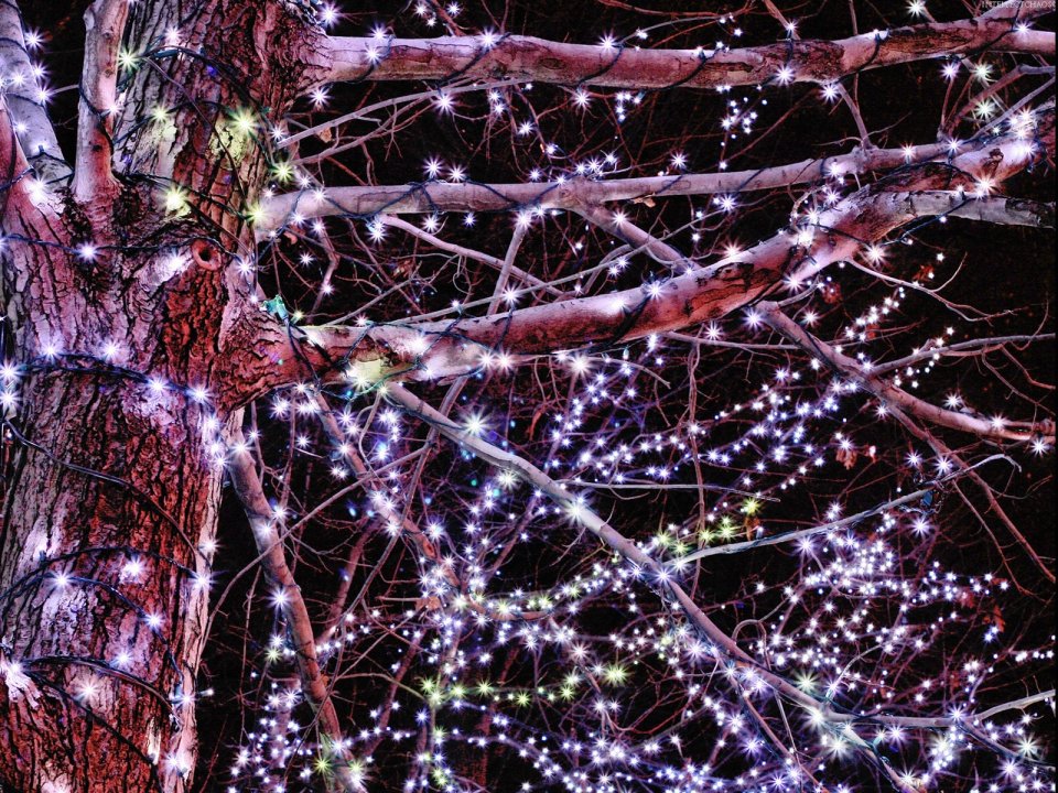 Christmas Lights On Tree Branches Night