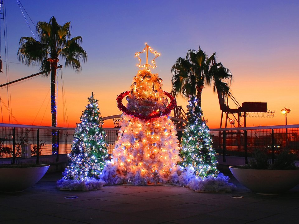 Christmas Trees Sunset Port View