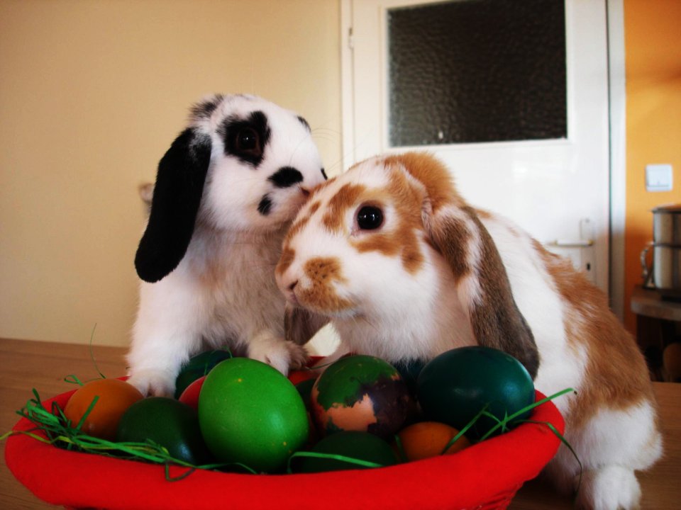 Cute Bunnies Easter Eggs