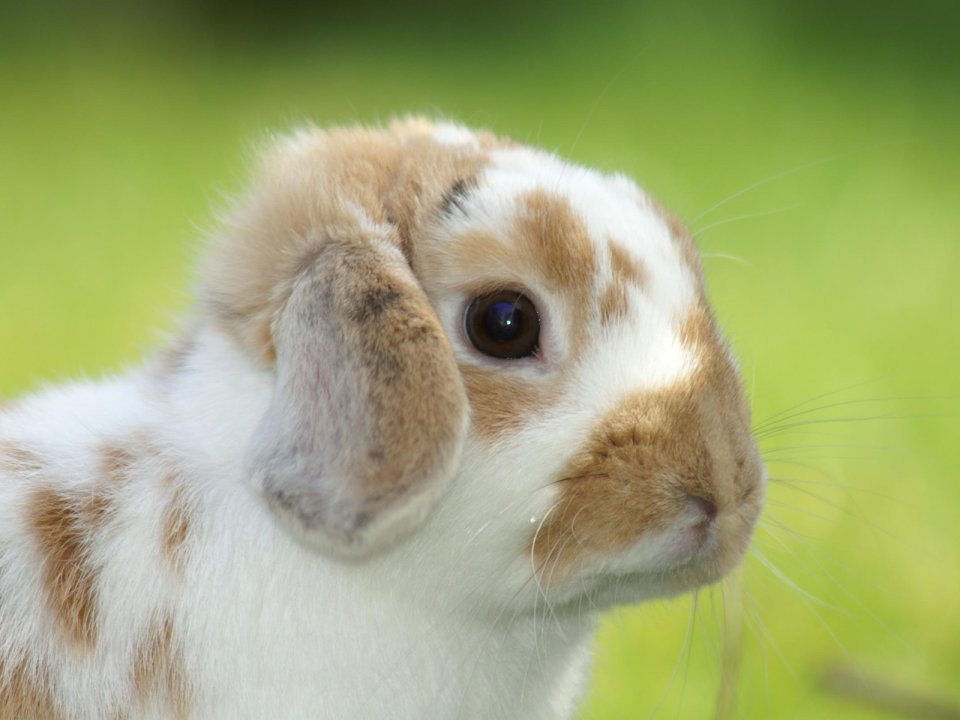 Easter Bunny Closeup White Brown Loper
