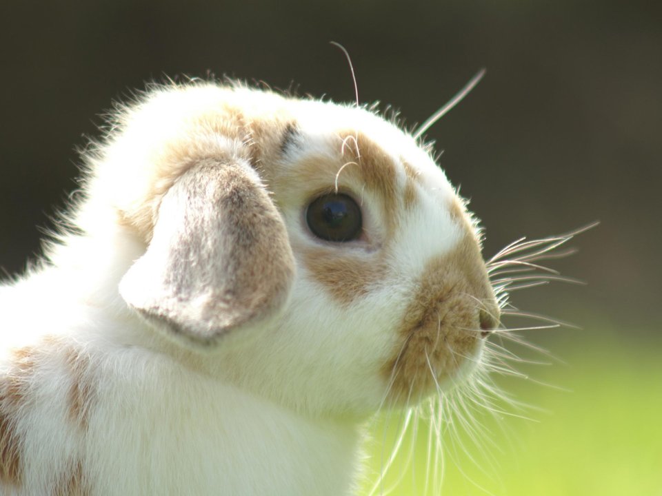 Easter Bunny Closeup Backlight
